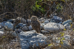 Athene cunicularia