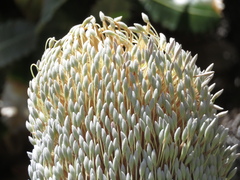Banksia serrata