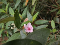 Rhodomyrtus tomentosa