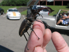 Lucanus elaphus