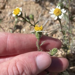 Layia glandulosa