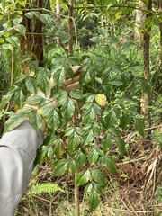 Radermachera sinica