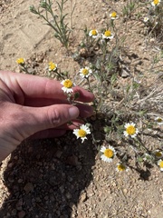 Layia glandulosa