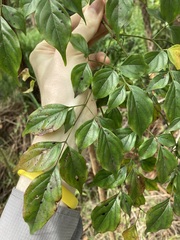 Radermachera sinica