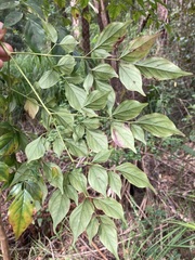 Radermachera sinica