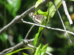 Euploea core corinna