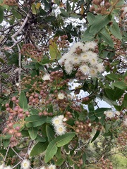 Angophora hispida