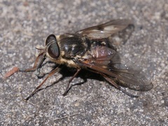 Scaptia