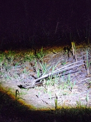 Macropsalis forcipata