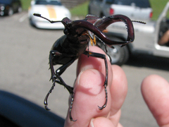 Lucanus elaphus