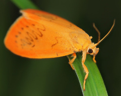 Miltochrista miniata