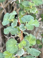 Ribes indecorum