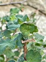 Ribes indecorum
