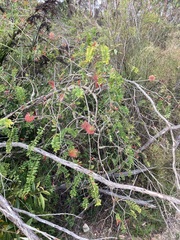 Melaleuca hypericifolia