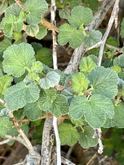 Ribes indecorum