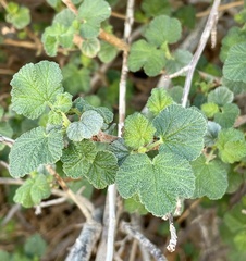 Ribes indecorum