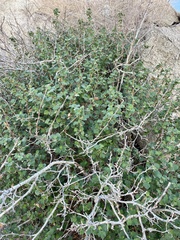 Ribes indecorum
