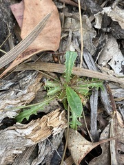 Goodenia caroliniana