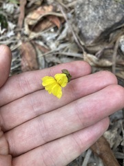 Goodenia caroliniana