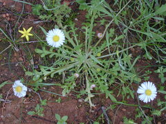 Brachyscome muelleri