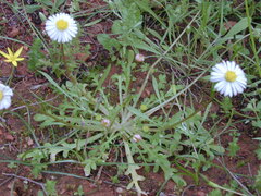 Brachyscome muelleri