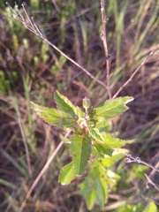 Sida cordifolia