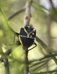 Commius elegans