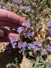 Phacelia fremontii
