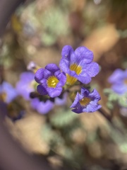 Phacelia fremontii