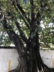 Ficus gomelleira