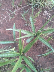Ledebouria luteola