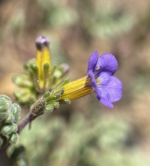 Phacelia fremontii