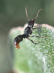 Rhytidoponera victoriae