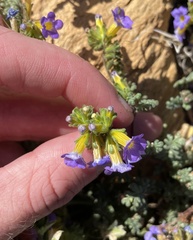 Phacelia fremontii