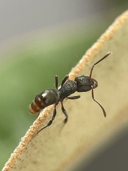 Rhytidoponera victoriae