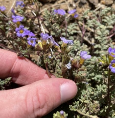 Phacelia fremontii