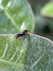 Rhytidoponera victoriae