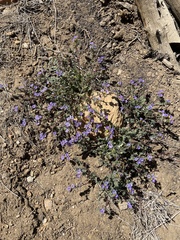Phacelia fremontii