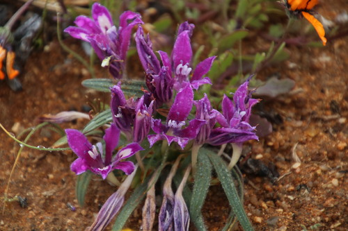 Image of Babiana curviscapa by (c) Tony Rebelo, some rights reserved (CC BY-SA)