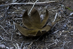 Mycenastrum