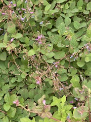Desmodium uncinatum