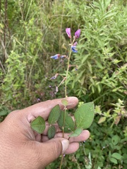 Desmodium uncinatum