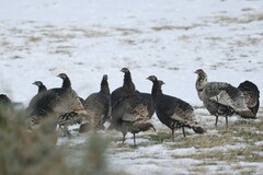 Meleagris gallopavo merriami