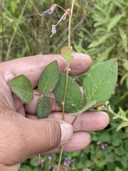 Desmodium uncinatum