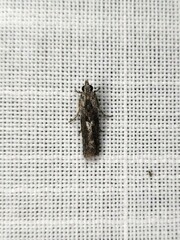 Sciota melanostyla