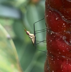 Telostylinus lineolatus
