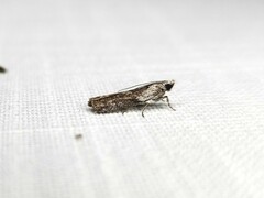 Sciota melanostyla