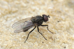 Leucophora
