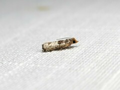 Spilonota constrictana