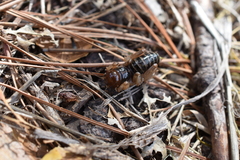 Ammopelmatus